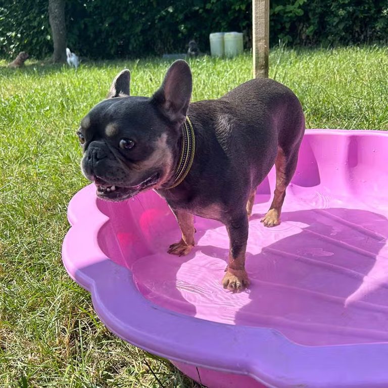 French bulldog cooling off in the paddling pool
