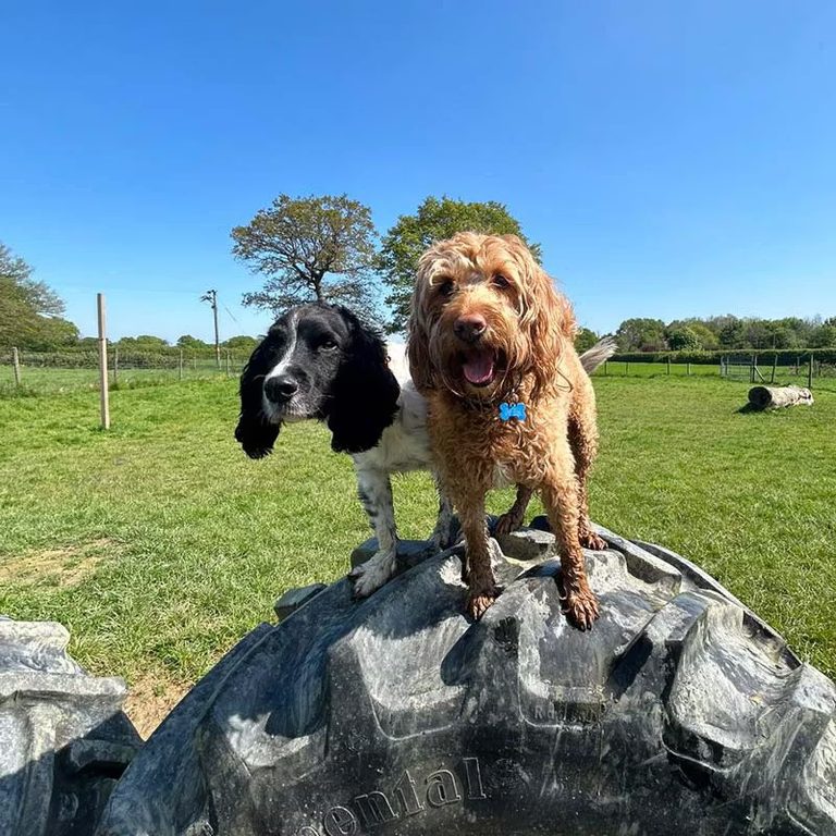 Spaniel and cockapoo playing on tractor tyre at the 6-acre farmland