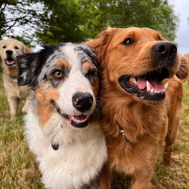 Australian shepherd and golden retriever together at day care