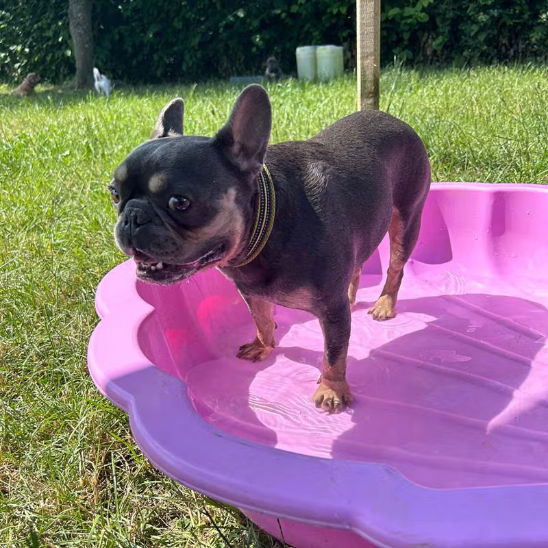 French bulldog cooling off in the paddling pool