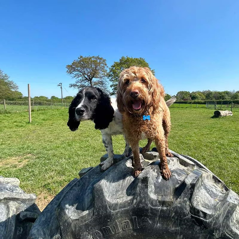 Spaniel and cockapoo playing on tractor tyre at the 6-acre farmland