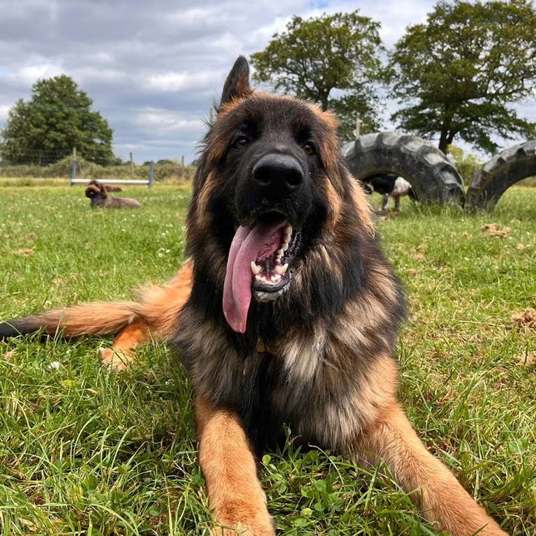 German shepherd relaxing in the field