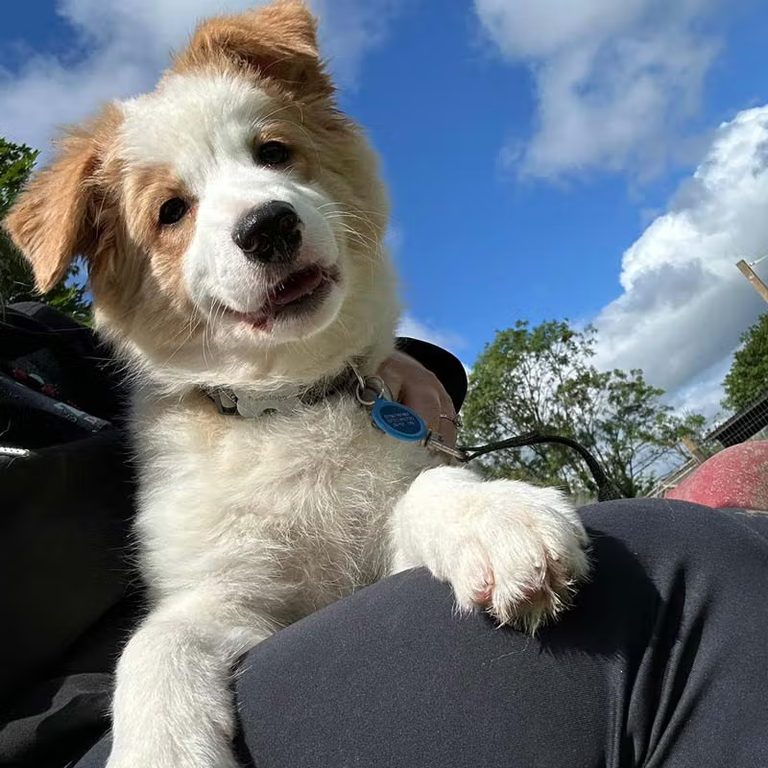 Puppy cuddling with a handler