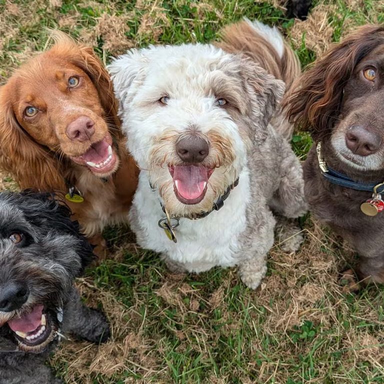 Group of four happy dogs at day care
