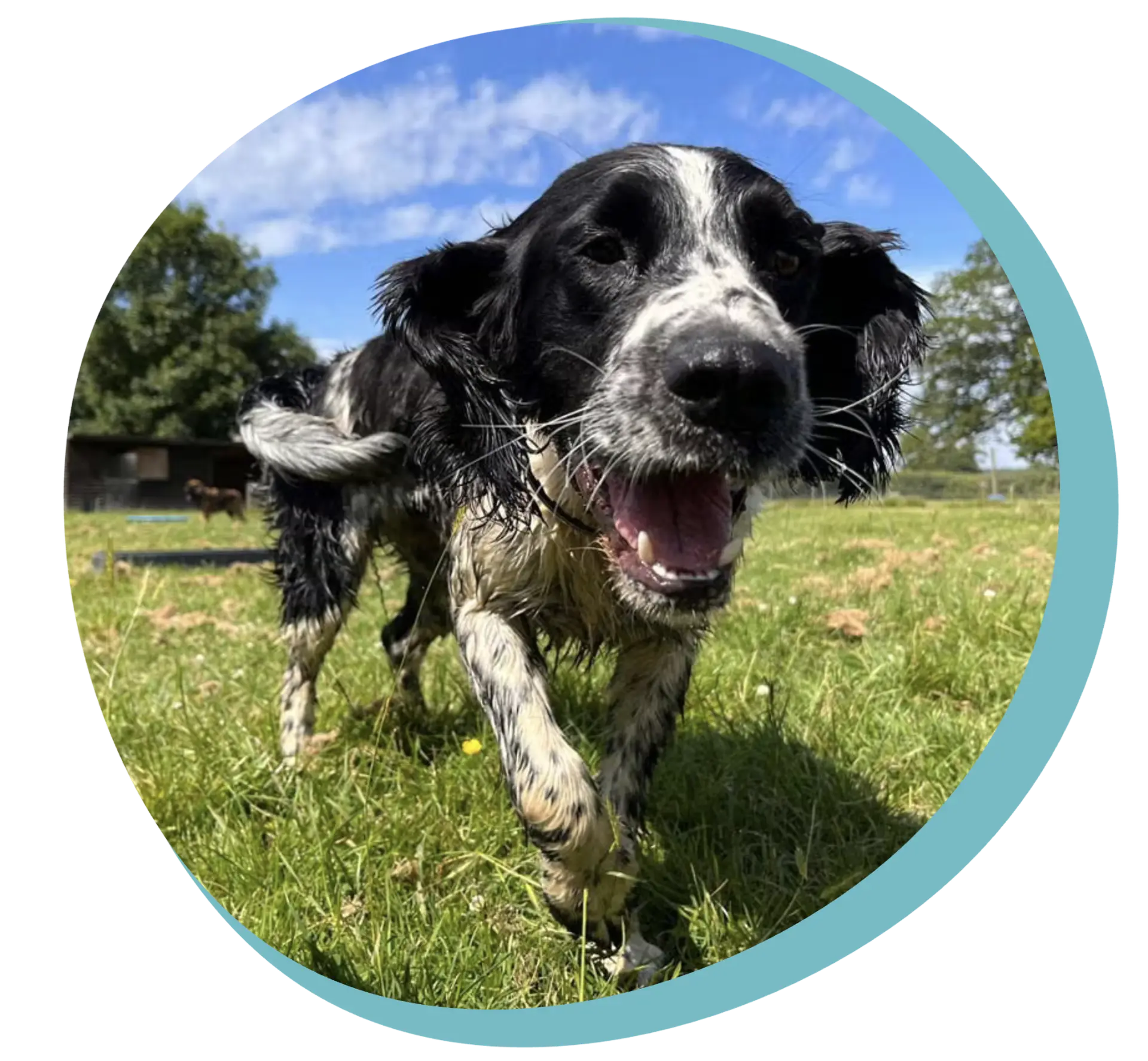 A day at Zara's Doggy Day Care Happy black and white spaniel running through the fields at Zara's Doggy Day Care in Surrey